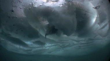 Mühür temiz soğuk mavi Baykal Rusya'nın eşsiz sualtı filme.