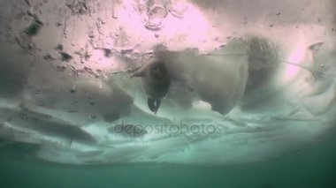 Sibirya, Rusya Baykal Gölü, buz dalgıç fotoğraf Nerpa sualtı.