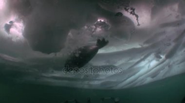 Deniz Baykal, Sibirya, Rusya'nın temiz soğuk mavi su altında mühür yüzüyor.