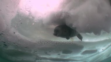 Sibirya'daki Baykal Gölü sualtı buz pinniped mühür.
