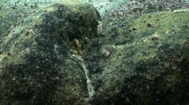 Taşlar sualtı closeup Gölü Baykal Gölü Sibirya Rusya.