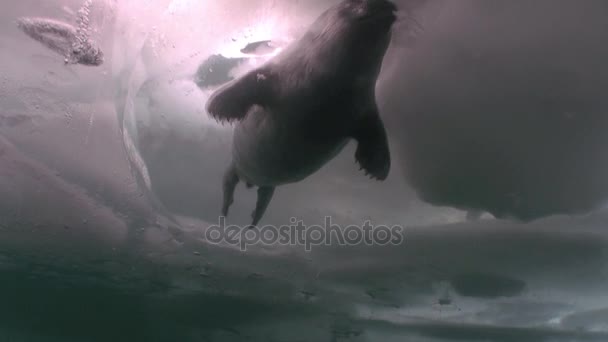 Phoque du Baïkal Pusa sibirica sur les îles Ushkany . — Video