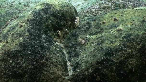Steine unter Wasser Nahaufnahme im Baikalsee Sibirien Russland. — Stockvideo