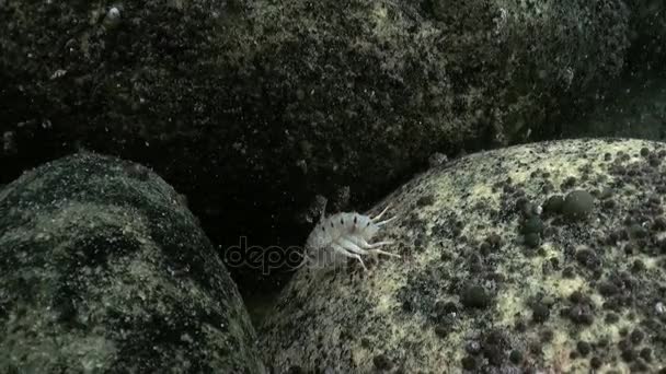 Vita subacquea primo piano nel lago Baikal Siberia Russia . — Video Stock