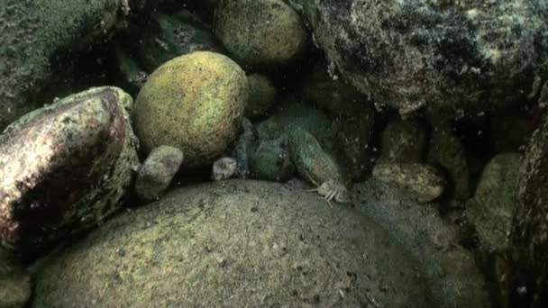 Être vivant en gros plan sous-marin dans le lac Baïkal Sibérie Russie. Tournage unique . — Video