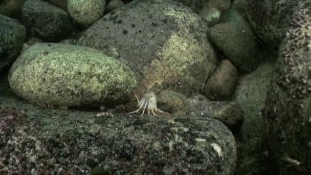 Unikalne filmowanie żywej istoty podwodne zbliżenie w Rosji jezioro Bajkał Syberii. — Wideo stockowe