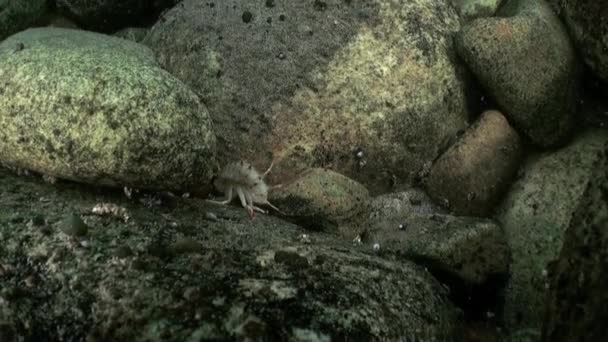 Unique filming a living creature underwater closeup in Lake Baikal Russia. — Stock Video