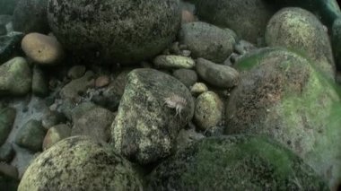 Böcekler sualtı closeup Gölü Baykal Gölü Sibirya Rusya'nın inanılmaz yaşam.