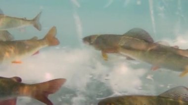 Sibirya Rusya Deniz Baykal sularda balık güzel hayatı.