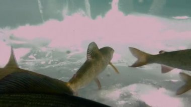 Deniz Baykal, Rusya'nın bu sularda buz altında canlı balık benzersiz filme.