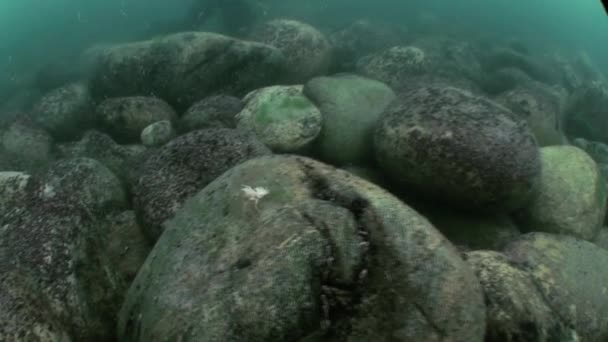 Vie des insectes en gros plan sous-marin dans le lac Baïkal Sibérie Russie . — Video