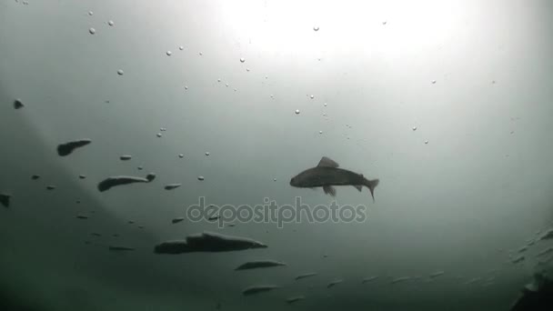 Vie étonnante des poissons sous-marins gros plan dans la glace du lac Baïkal Sibérie Russie . — Video