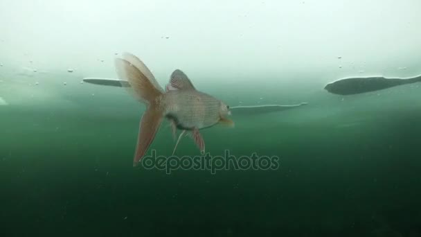 La vida única de los peces bajo el agua primer plano en el hielo del lago Baikal Siberia Rusia . — Vídeos de Stock