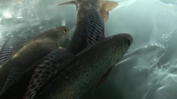 Levende vis onder water op een achtergrond van ijs in Lake Baikal Siberië, Rusland. — Stockvideo