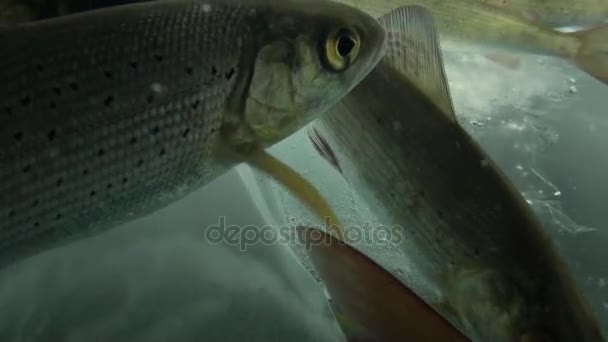 Fantastiskt liv av fisk under vattnet på bakgrund av is i Bajkalsjön, Ryssland. — Stockvideo