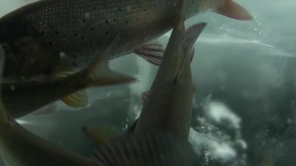 Filmagem única de peixes vivos sob o gelo em Lake Baikal, Rússia . — Vídeo de Stock