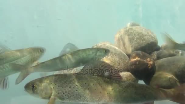 Hermosa vida de peces bajo el hielo en el lago Baikal, Rusia . — Vídeo de stock