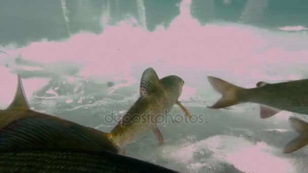 Filmación única de peces vivos bajo el hielo en las aguas del lago Baikal, Rusia . — Vídeos de Stock