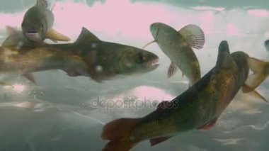 Sualtı Balıkçılık buz Deniz Baykal, Rusya'nın içinde. Eşsiz doğal akvaryum.