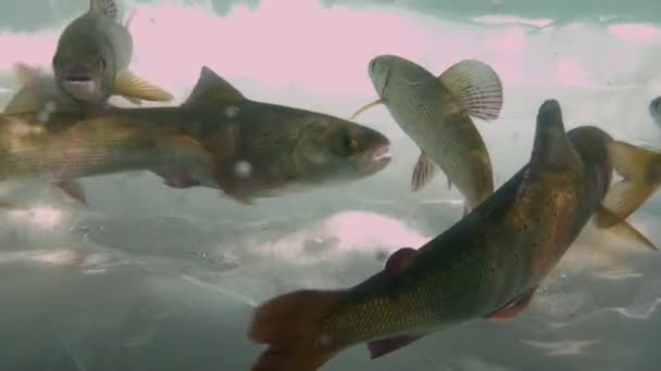 バイカル湖、ロシアの氷の水中釣り。ユニークな自然の水族館. — ストック動画