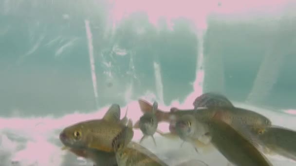 バイカル湖、ロシアの氷の水中釣り。ユニークな自然の水族館. — ストック動画
