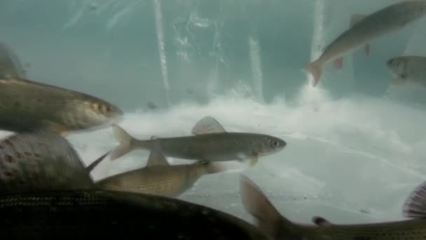 Fish swim under the ice of Lake Baikal, Russia. — Stock Video