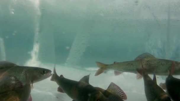 Peixes nadam debaixo d 'água do Lago Baikal, Rússia . — Vídeo de Stock