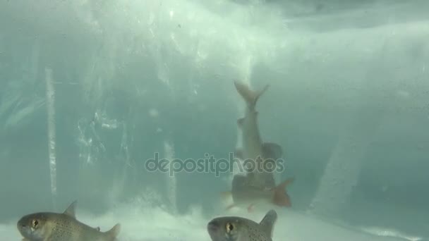 Acquario di ghiaccio unico di pesci sott'acqua del lago Baikal, Russia . — Video Stock