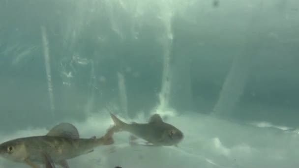 バイカル湖、ロシアの水の氷の下で自然の水族館のユニークな撮影. — ストック動画