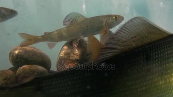 Acuario natural bajo el hielo en las aguas del lago Baikal, Rusia . — Vídeo de stock