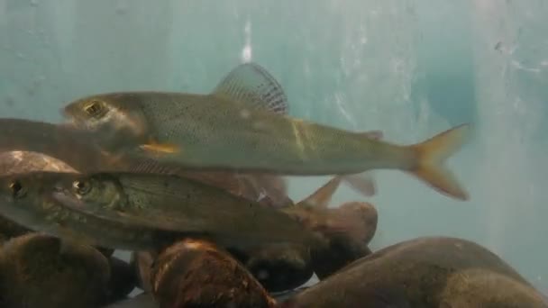 Einzigartiges natürliches Aquarium unter dem Eis im Wasser des Baikalsees, Russland. — Stockvideo