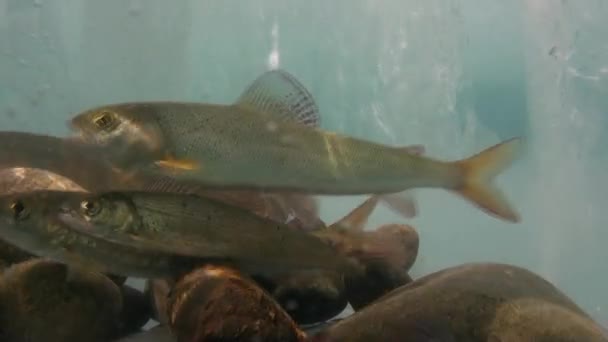 Acuario natural único bajo el hielo en las aguas del lago Baikal, Rusia . — Vídeo de stock