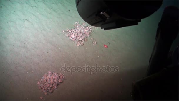 Kalmary na dnie morza widzenia łódź podwodna, podwodne Pacyfiku. — Wideo stockowe