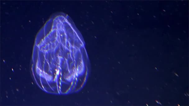 Medusas de Ctenophora luminosas subaquáticas no Oceano Pacífico . — Vídeo de Stock