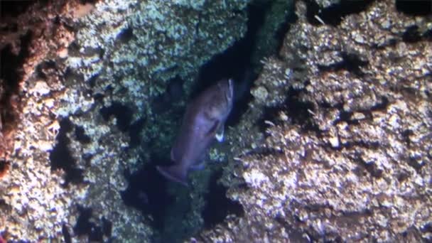 산호초 수 중 태평양 바다에서 사는 물고기. — 비디오