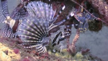 Scorpionfish sualtı dünyası yabani hayvanlar ve bitkiler, Filipinler.