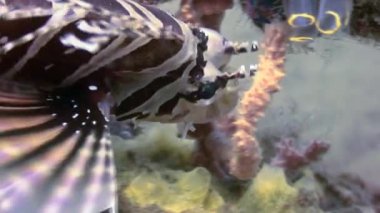 Scorpionfish sualtı mercan yaban hayatı, Filipinler.