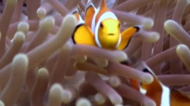 Anemon çiçeği ve palyaço balığı sualtı doğa Filipinler dibinin üzerinde kapat.