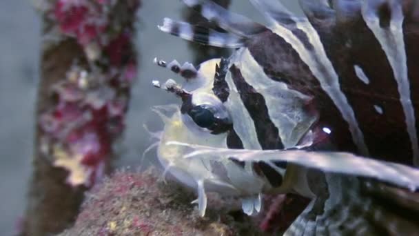 Scorpionfish underwater of world wildlife of ocean in Philippines. — Stock Video