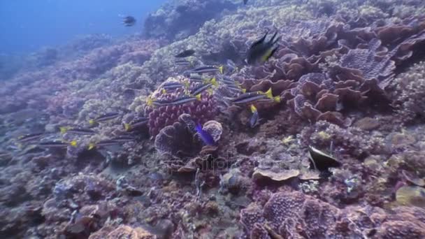 Viele Fische auf dem Meeresboden in Unterwasserwelt der wilden Philippinen. — Stockvideo