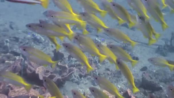 Skola av goatfishes under vattnet i havet av Filippinerna. — Stockvideo