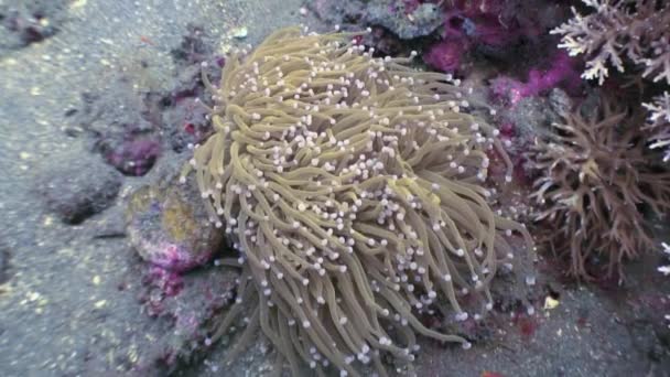 Anemone unter Wasser in der Welt der wilden Philippinen. — Stockvideo
