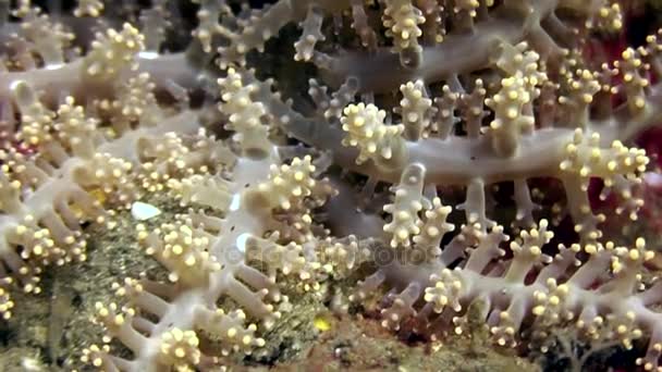 Corales suaves bajo el agua en el mundo de la vida silvestre Filipinas . — Vídeo de stock