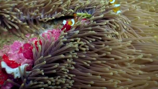 Anemon çiçeği ve yaban hayatı Türkiye dünyada suyun altında palyaço balığı. — Stok video