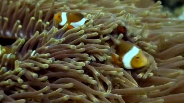 Ανεμώνη και clownfish υποβρύχιο στο βυθό στον κόσμο της άγριας ζωής Φιλιππίνες. — Αρχείο Βίντεο
