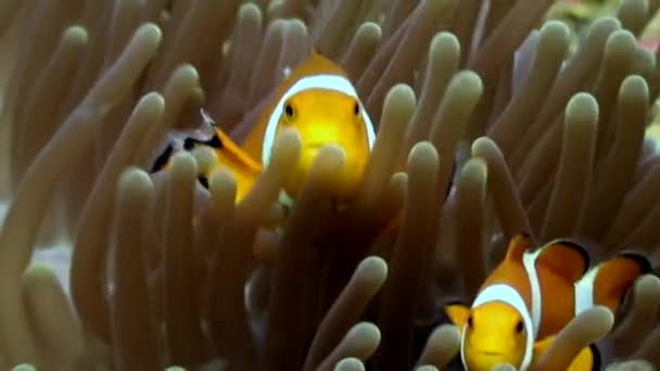 Ανεμώνη και clownfish κοντινό υποβρύχιο στο βυθό της άγριας ζωής Φιλιππίνες. — Αρχείο Βίντεο