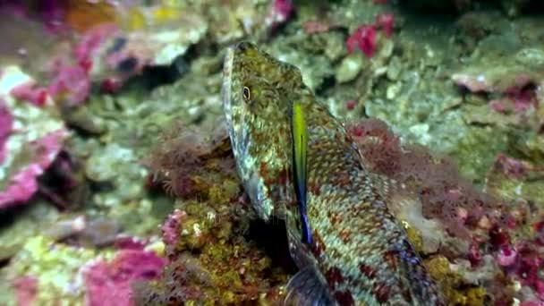 Cleaner fish close up underwater on seabed of nature Philippines. — Stock Video