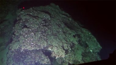 Sualtı yaban hayatı derin deniz denizaltı Pasifik Okyanusu Cocos Island.