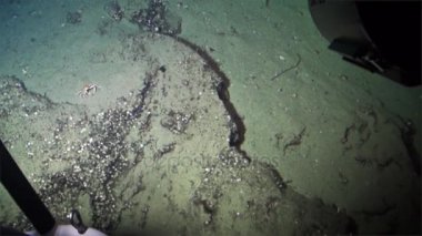 Sualtı denizaltı Pasifik Okyanusu Cocos Adası deniz dibinin görünümünden crab.