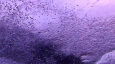 Denizaltı Pasifik Okyanusu'ndan sualtı Deniz Manzaralı.